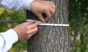 Loay hoay chia số Pi để đo đường kính gỗ làm cột nhà