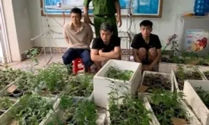 Trồng hơn 300 cây cần sa trong nhà Trồng hơn 300 cây cần sa trong nhà