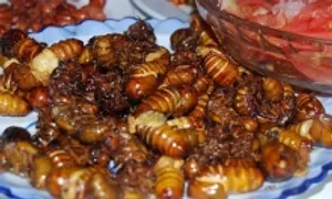 Sốc phản vệ sau khi ăn ve sầu chiên giòn Sốc phản vệ sau khi ăn ve sầu chiên giòn