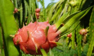 Thủ tướng yêu cầu gỡ vướng khi thanh long, hồ tiêu 'tắc đường' sang EU