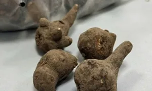 Uống nước củ ấu tàu chữa xương khớp, người phụ nữ suýt mất mạng